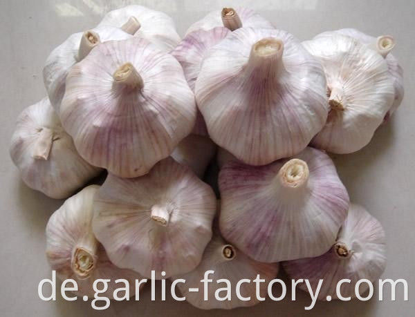 normal white garlic size4.5cm 10kg carton ghana price